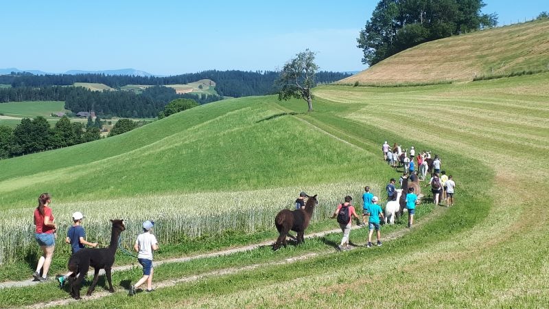 Lamawanderung Sommer